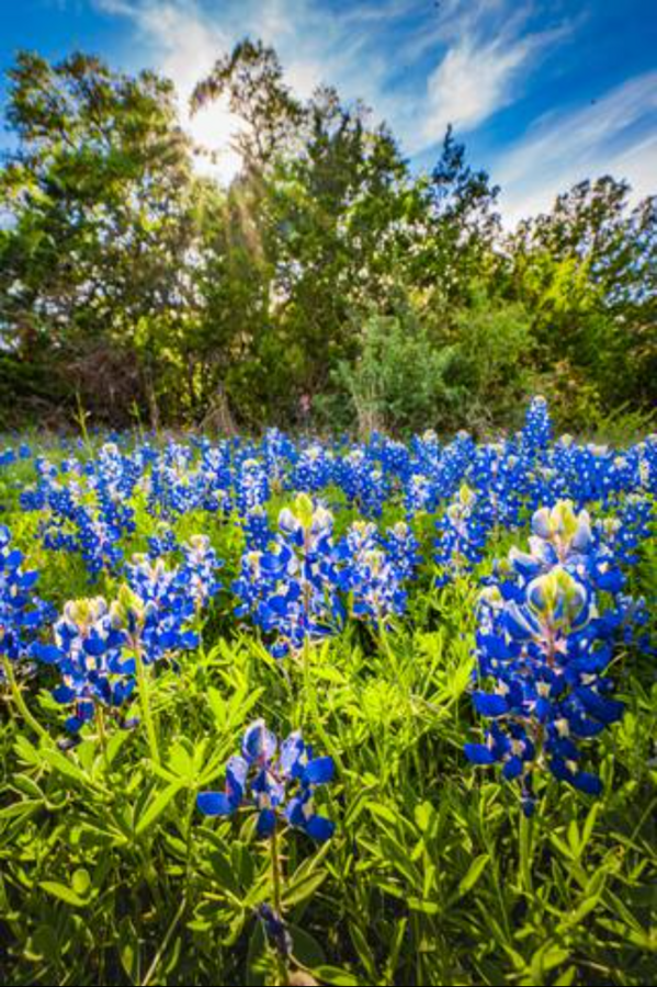 Bluebonnets at Willow Sky Ranch