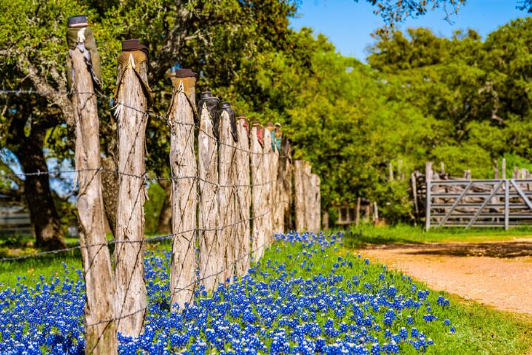Bluebonnets in Spring on the Ranch Property