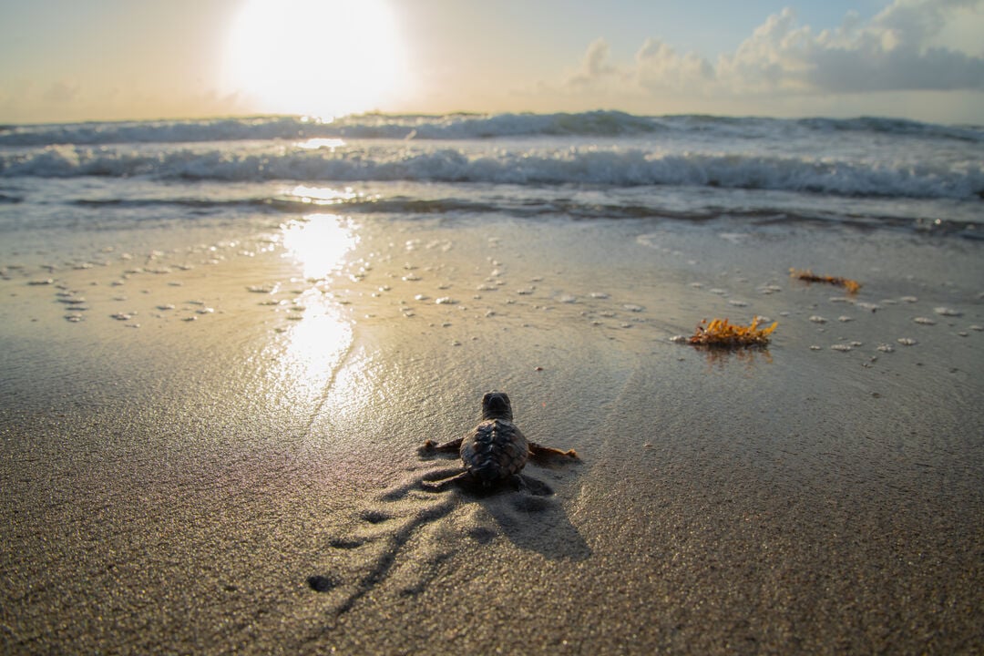 Watch turtles hatch and make their way to the ocean along the beaches!