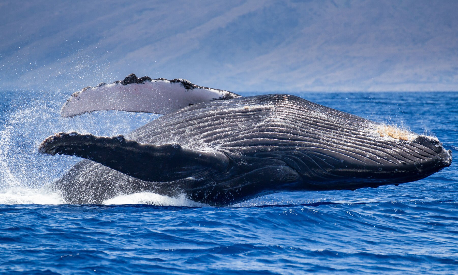 Witness the raw power of a breaching humpback whale against the backdrop of Maui's serene ocean and picturesque mountains.